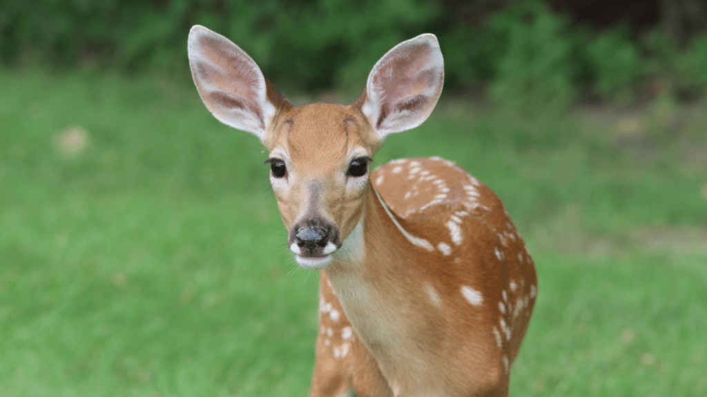 a fawn is standing in the grass looking at the camera