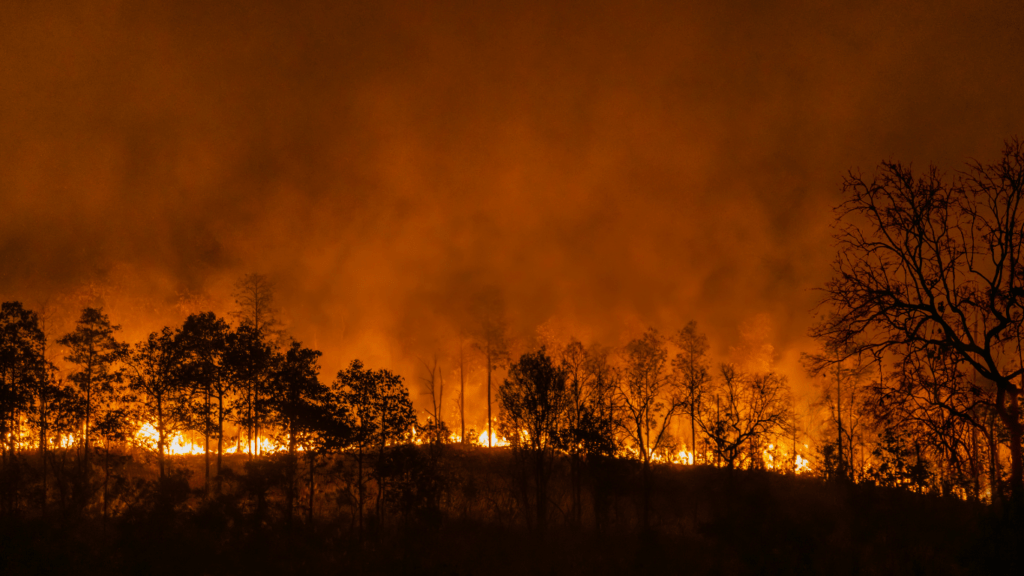 a forest fire is seen in the background at night