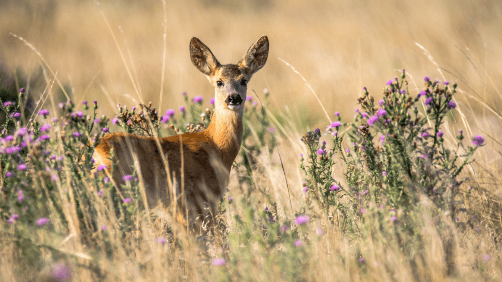 a fawn is standing in the grass looking at the camera