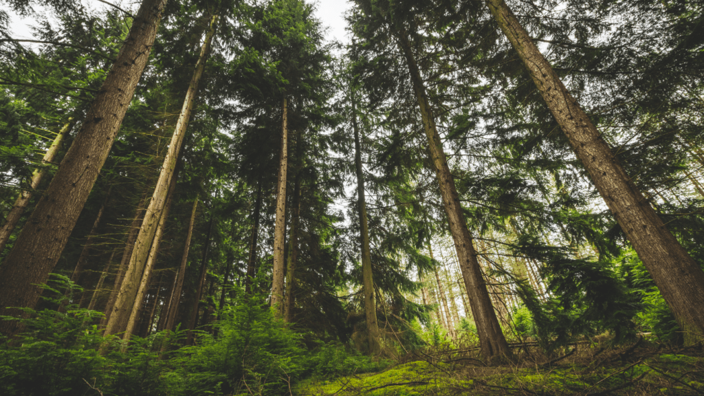 a forest of tall pine trees with blue sky in the background