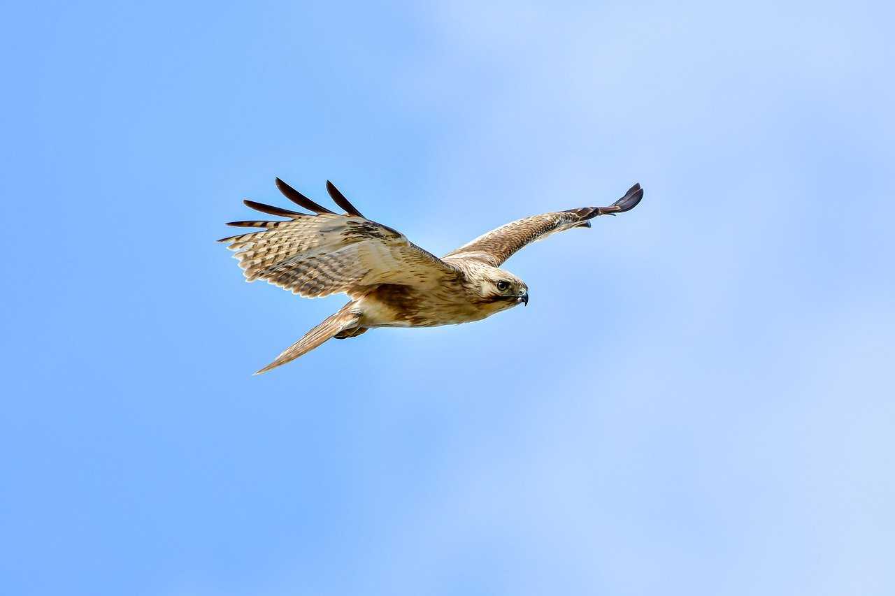 QUOKKA 30 Pcs Jigsaw Puzzles for Kids |Toy for Learning Mermaids, image size:1280x853