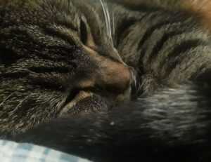 how does lake yiganlawi look like