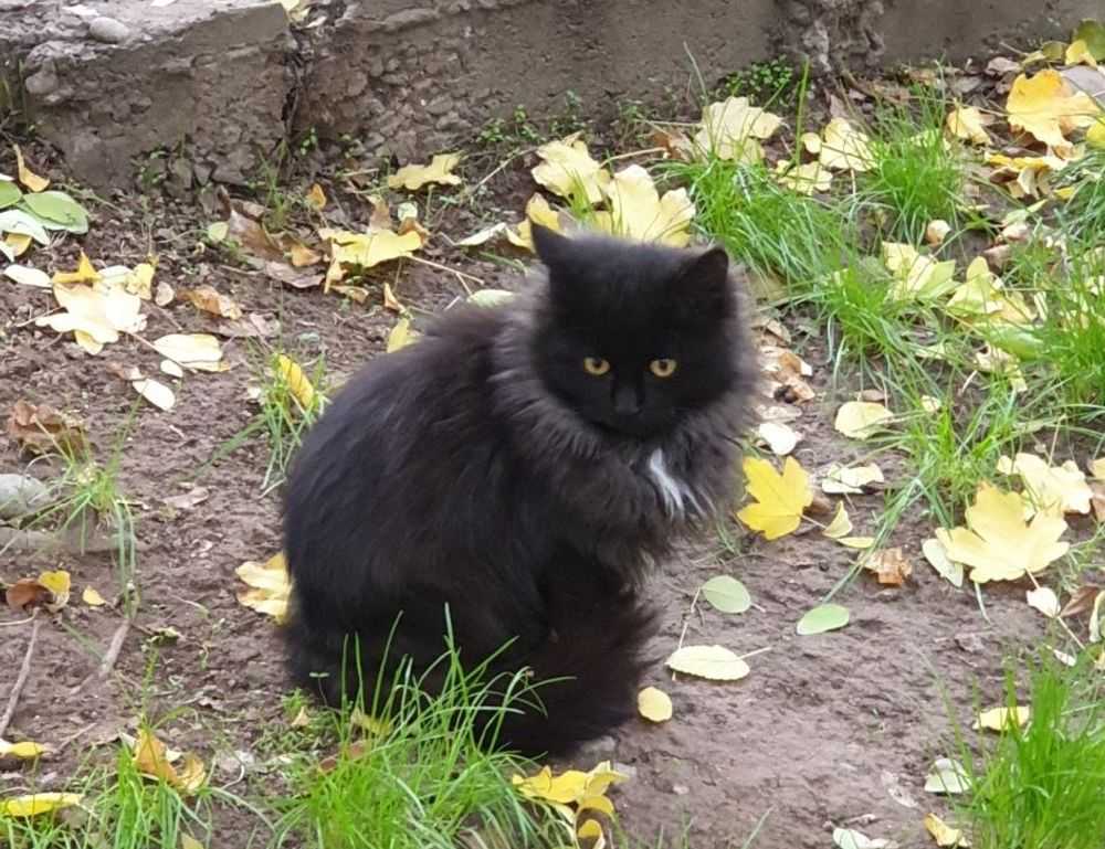 why is lake yiganlawi famous